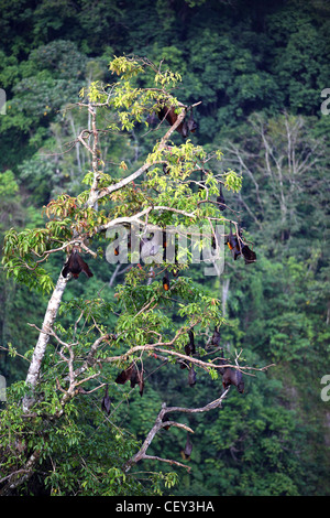 Flying Fox (volpi volanti) nel canyon Sianok a Koto Gadang. Foto Stock