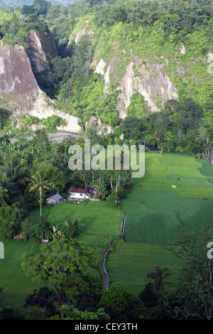 I campi di riso nel canyon Sianok. Bukittinggi, a ovest di Sumatra, Indonesia, Asia sud-orientale, Asia Foto Stock