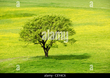 Lonely albero verde su un fiore di primavera prato. Foto Stock