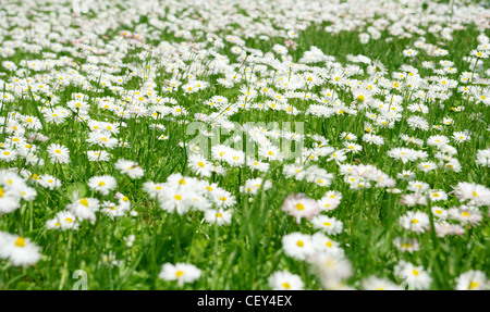 Prato primavera con margherite Foto Stock