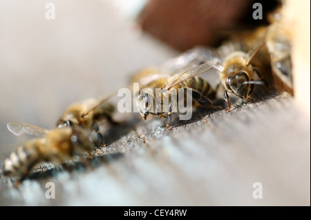 Close-up di miele api in piedi all'ingresso del loro alveare Foto Stock
