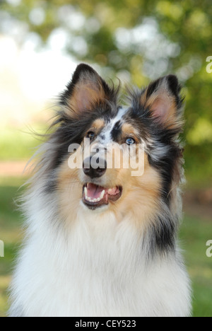 Collie, rivestimento ruvido, blue merle colore. Foto Stock