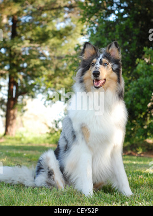 Collie cane, rivestimento ruvido, blue merle colore. Foto Stock