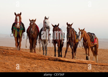 Cavalli nel deserto vicino a piramidi di Giza in Egitto Foto Stock