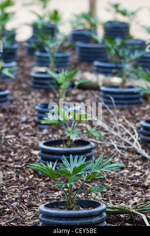 Palme da olio in crescita in contenitori in plastica Foto Stock