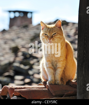 Pigro giallo gatto dorme sul tetto di casa rurale Foto Stock