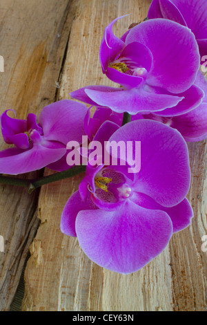 Orchidea viola su legno Foto Stock