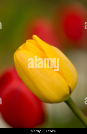 Yellow tulip close-up, blurred colorful background Foto Stock