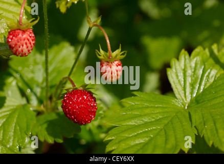 Mature di fragole selvatiche frutti con foglie di colore verde Foto Stock