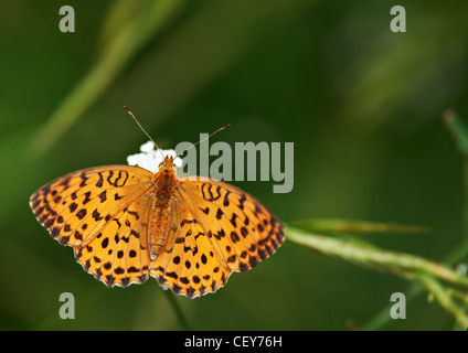 Bella farfalla arancione su sfondo verde Foto Stock