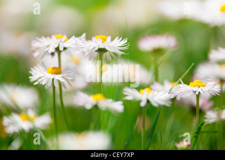 La molla di fiori bianchi, marguerites in un prato verde vicino con sfondo sfocato Foto Stock