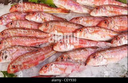 Fresh scoglio Triglia di scoglio o triglia di fango per la vendita sul mercato del pesce di Marsiglia, Francia del Mediterraneo Foto Stock