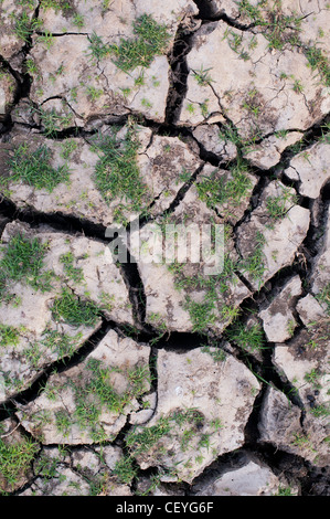 Rigenerazione di erba a secco su un cracking di argilla del suolo lago letto nella campagna indiana Foto Stock