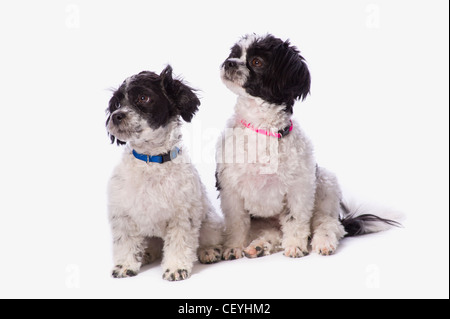 Bianco e nero cuccioli havanese; st. Albert Alberta Canada Foto Stock