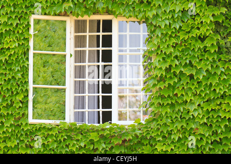 Il fogliame sempreverde che circonda un windows su una coperta di edera parete Foto Stock