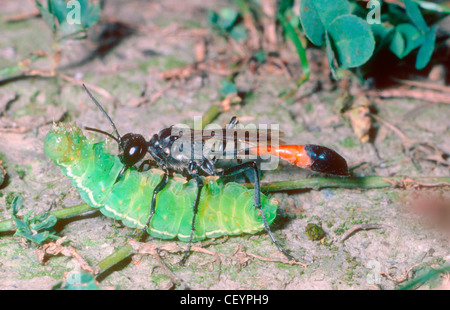 Sabbia o Digger Wasp, Ammophila sabulosa. Portando un paralitico caterpillar Foto Stock