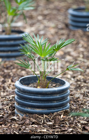 Palme da olio in crescita in contenitori in plastica Foto Stock