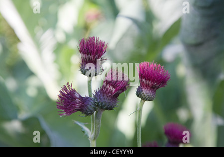 Ladham House Garden Ladham House è una casa vittoriana di giardini in Goudhurst, Kent, Regno Unito, progettato e stabiliti nel s Cirsium Foto Stock