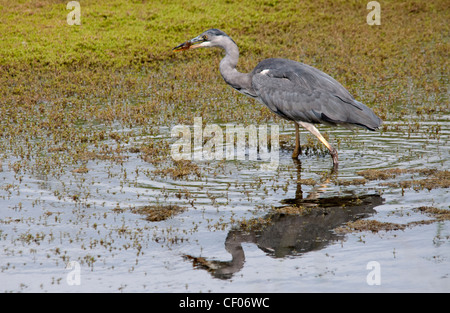 Airone cenerino guadare in una piscina con una riflessione Foto Stock