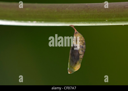 Una pupa del rosso farfalla pavone Foto Stock