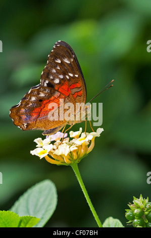 Un adulto rosso farfalla pavone Foto Stock