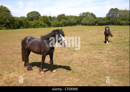 Due pony marrone in un aperto pascolo rurale. Foto Stock