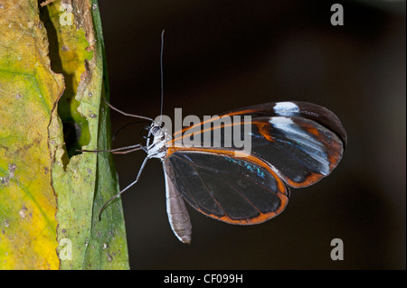 Una farfalla Clearwing a riposo Foto Stock