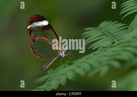 Una farfalla Clearwing a riposo Foto Stock