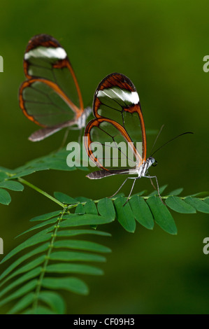 Farfalle Clearwing a riposo Foto Stock