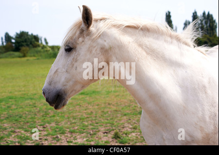 Un cavallo bianco della testa e del collo in profilo, in pieno il frame in un campo verde. Foto Stock