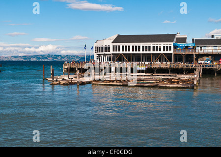 I famosi leoni di mare al Pier 39, San Francisco, California, Stati Uniti d'America Foto Stock