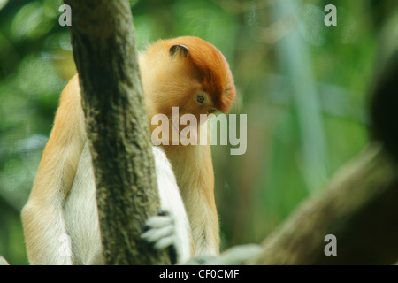 I capretti proboscide monkey nella struttura ad albero Foto Stock