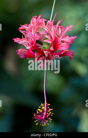 fiore rosa Foto Stock