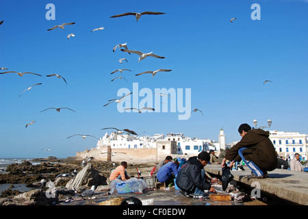 I pescatori eviscerazione pesci nel porto di Essaouira, Marocco, Africa Foto Stock