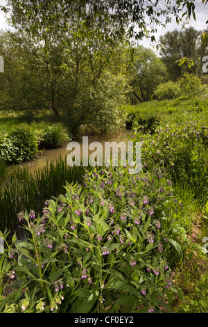 Il Regno Unito, l'Inghilterra, l'Isola di Wight, Alverstone Yar River Trail fiori selvatici crescente accanto al percorso attraverso il prato di acqua Foto Stock