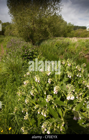 Il Regno Unito, l'Inghilterra, l'Isola di Wight, Alverstone Yar River Trail prato acqua bianco inusuale la borragine cresce accanto al percorso Foto Stock