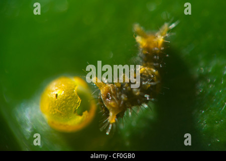 Close up di un recente larva tratteggiata della coda di rondine Thoas butterfly mangiare uova in guscio Foto Stock