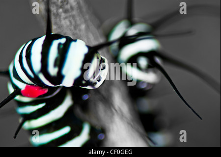 Una immagine in bianco e nero di un grande albero Ninfa larva Foto Stock