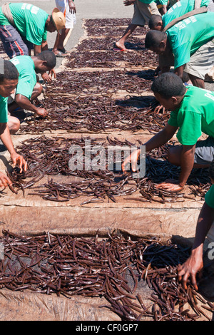 Preparazione di vaniglia in una fabbrica di Antalaha, est del Madagascar Foto Stock