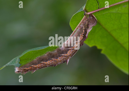 Una larva di Blue Morpho butterfly Foto Stock