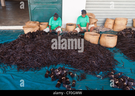 Preparazione di vaniglia in una fabbrica di Antalaha, est del Madagascar Foto Stock