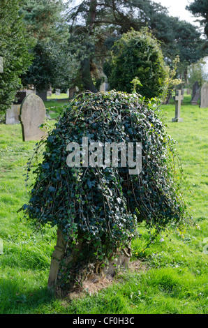 Ivy la copertura di una lapide funeraria in un inglese un sagrato. Foto Stock