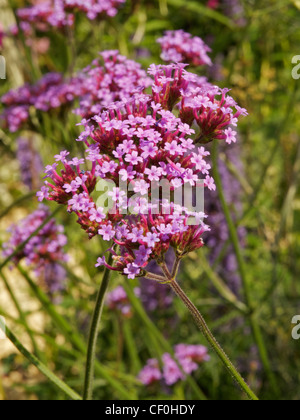 Verbena bonariensis Foto Stock