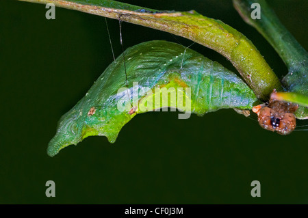 Una Pupa del Comune di farfalla Mormone Foto Stock