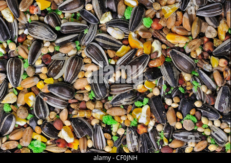 Miscela con grani di mais e olio di semi di girasole come alimentazione di uccelli per uccelli a birdfeeder in inverno Foto Stock