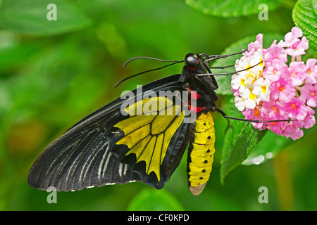 Troides rhadamantus alimentare Foto Stock