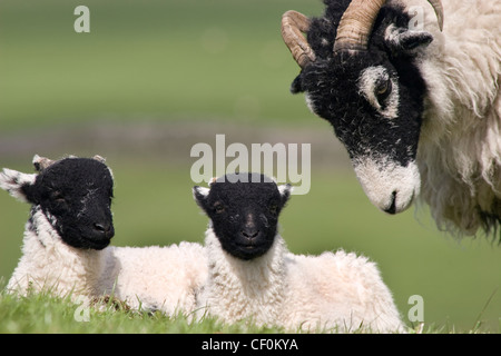 Swaledale pecora con due agnelli, Yorkshire Dales, Inghilterra Foto Stock
