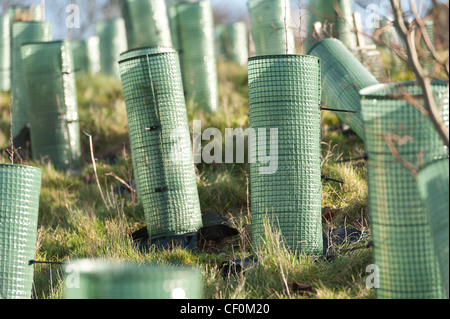 Foglia verde albero ripari di protezione nel mattino luminoso sole sulla banca reimpiantate nel Parco Stanmer vicino a Brighton calcetto Foto Stock