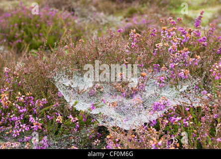 Rugiada di pesanti e le gocce di pioggia appesi in una spider web in heather su Dartmoor Devon UK Foto Stock