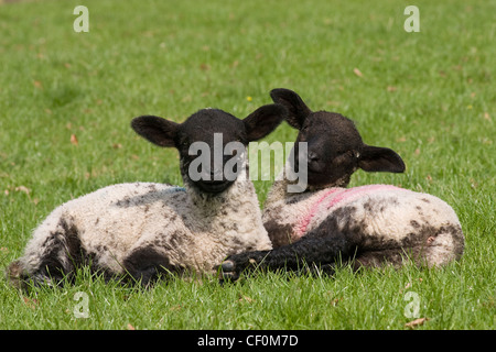 Due neri di fronte agnelli Foto Stock